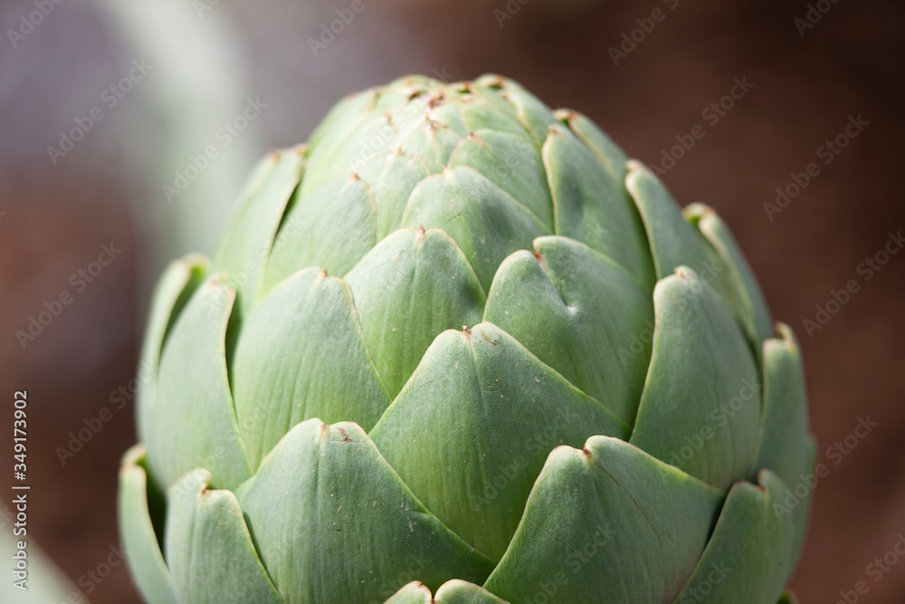 Obraz premium Artichoke Bulb on Soil Background1