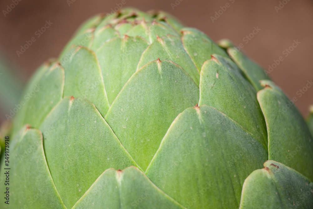 Obraz premium Artichoke Bulb on Soil Background3