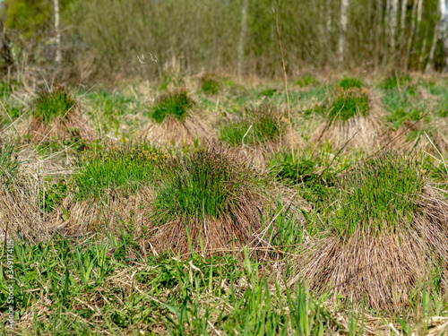 carex acuta, commonly known as common sedge, black sedge or smooth black sedge