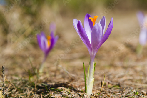 Fototapeta Naklejka Na Ścianę i Meble -  Crocus flowers on a mountain meadow in Beskidy mountains, Poland