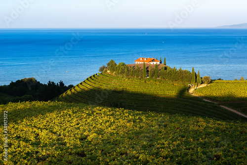 Txakoli white wine vineyards with the Cantabrian sea in the background, Getaria, Spain 