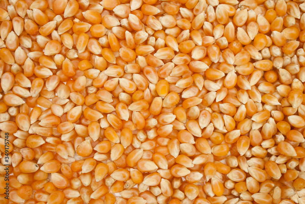 The yellow background of close up dry corn grain. The yellow background of close up dry corn grain.