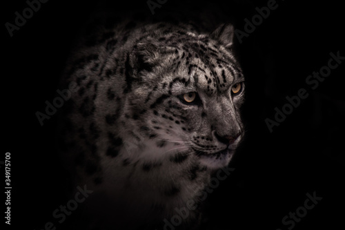 a beautiful snow leopard with clear eyes on a black background, black and white winter beast.