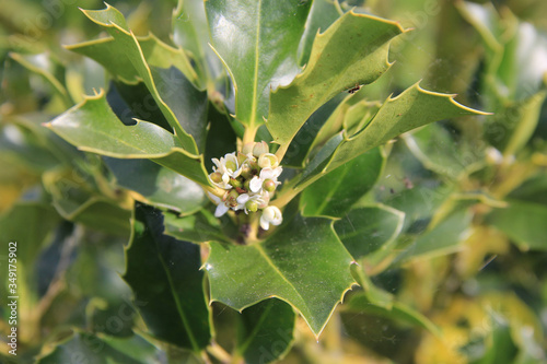 Ilex aquifolium bush on a sunny day on springtime. Holly tree in bloom with small white flowers on branch in the garden
