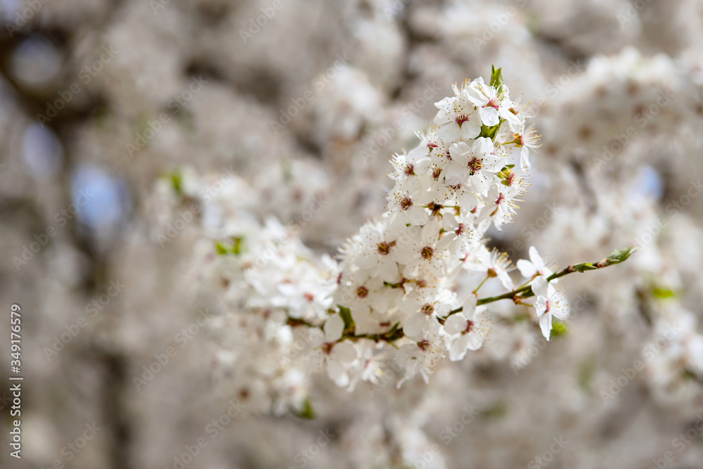 Flowering white tree at springtime. Branch of blossoming cherry plum with unblown buds selective focus over out of focus flowering background with copyspace. Flowering white tree at springtime. Branch of blossoming cherry plum with unblown buds selective focus over out of focus flowering background with copyspace.