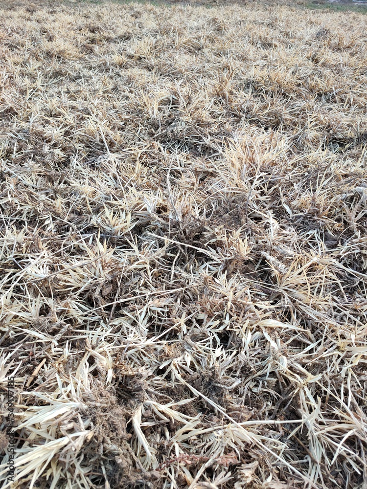 dry grass in the wind dry grass in the wind