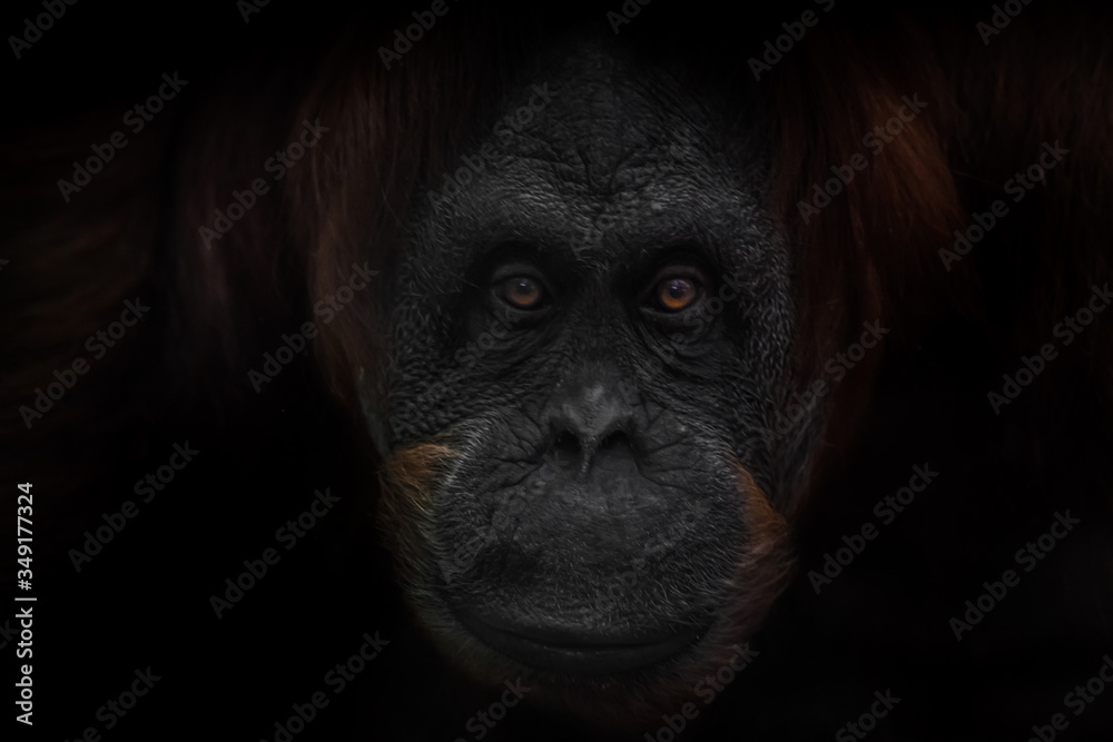 look of a red-haired orangutan, on a black background a portrait of a full face of a clever anthropoid.