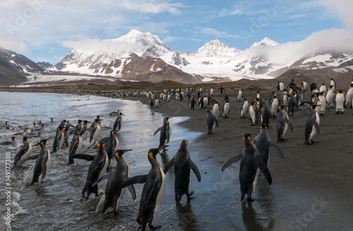 King Penguins on the beach  St Andrews Bay  South Georgia