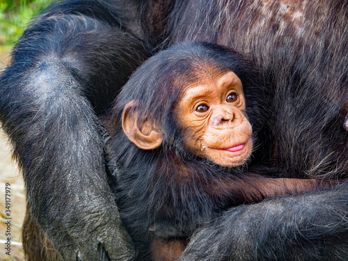 Photography mother and baby monkey