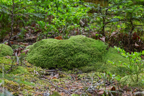 green moss Leucobryum glaucum in the natural ecosystem. Leucobryum glaucum, commonly known as leucobryum moss or pin cushion moss, is a species of haplolepideous mosses of the family Leucobryaceae. photo