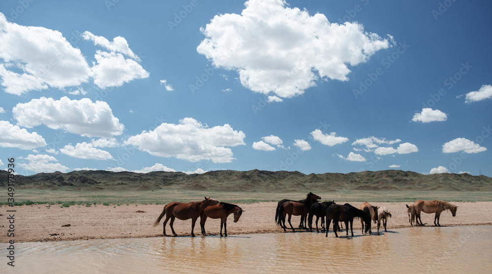 Fototapeta premium Wild horses near the road in canyon charyn