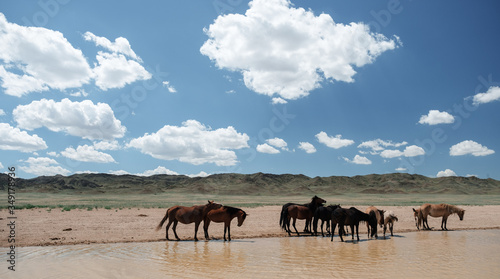 Wild horses near the road in canyon charyn