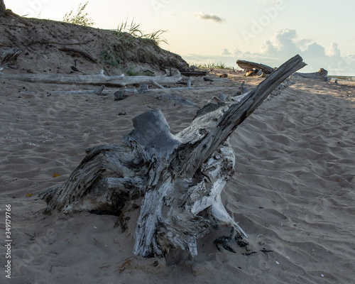 Dead and dry tree near sea © Sandra