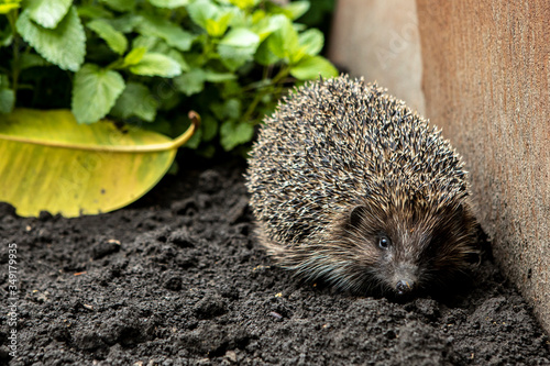 Close-up portrait of a hedgehog. A wild animal in the home garden