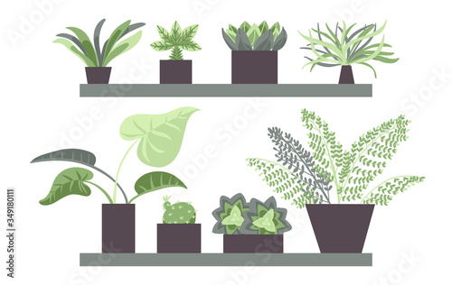 House plants in pots. Set of house indoor plants. Flower illustrations. Flat style vector.