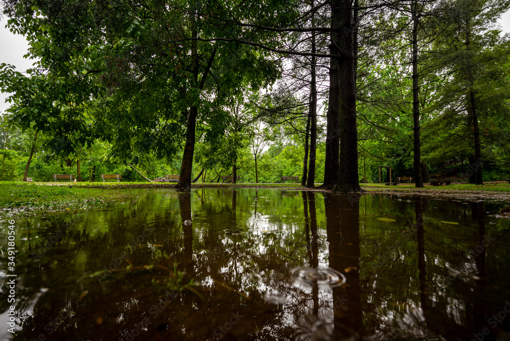 Puddle in a park