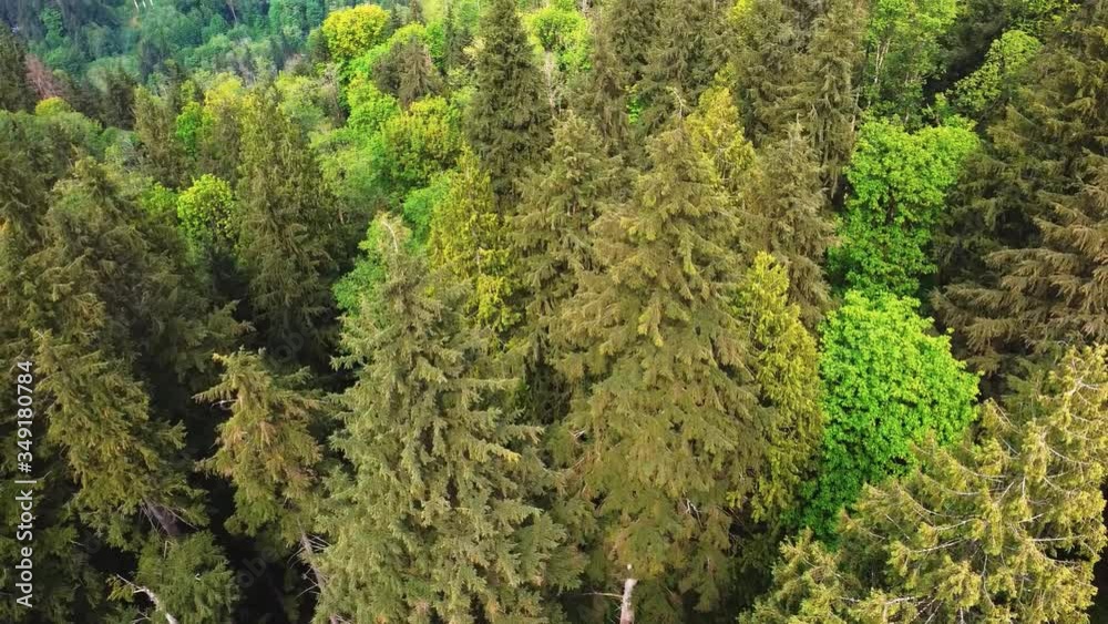 Drone shot capturing different green and yellow tall forest trees; revealing the blue waters of Burrard Inlet, Canada Drone shot capturing different green and yellow tall forest trees; revealing the blue waters of Burrard Inlet, Canada