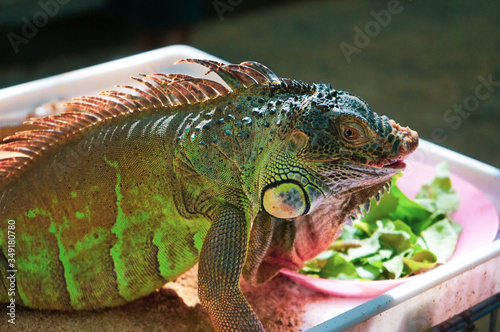 Close up picture of a resting iguana in a sunny and beautiful garden