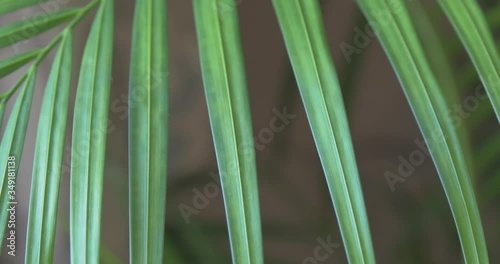 A green fern in 4k photo