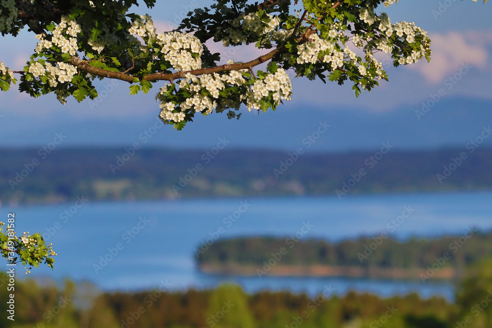 Tutzing, Ilkahöhe mit Blick auf den Starnberger See und einem blühendem Baum Tutzing, Ilkahöhe mit Blick auf den Starnberger See und einem blühendem Baum