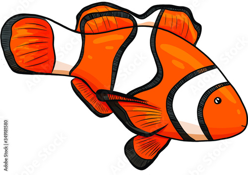 Hand-drawn vector illustration of clownfish