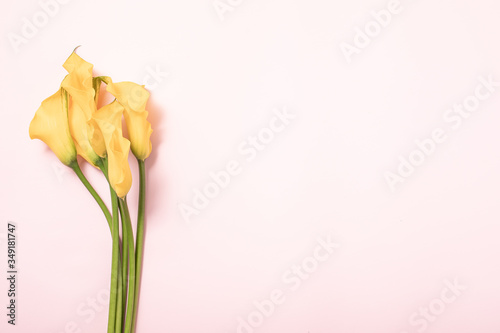Flowers calla lilies on pink background in abstrac