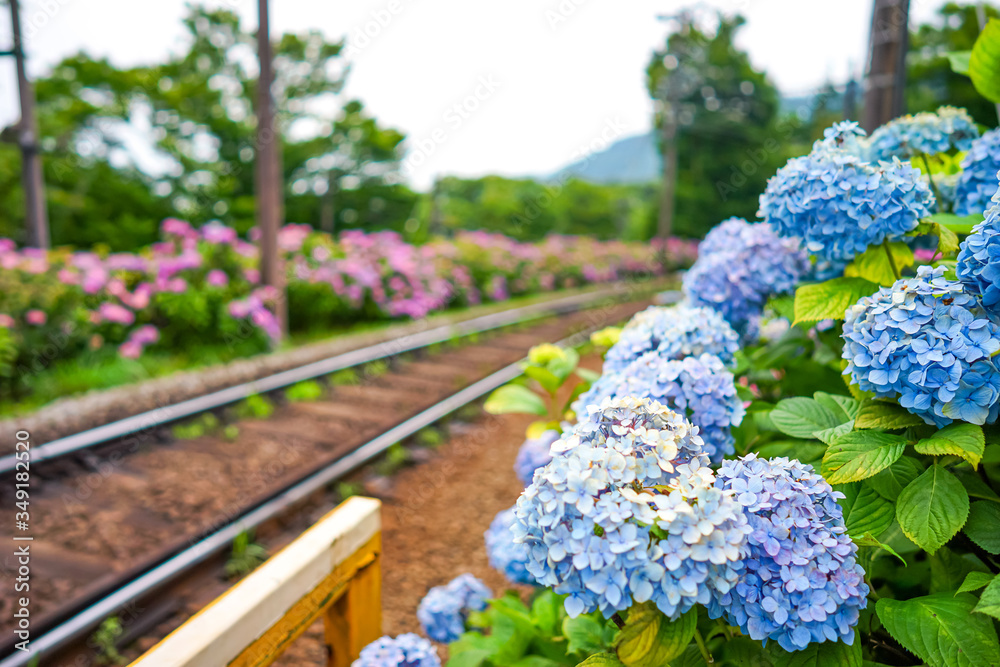 Obraz premium 【神奈川県 箱根】箱根登山鉄道沿いのアジサイ