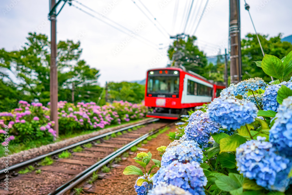 【神奈川県 箱根】箱根登山鉄道沿いのアジサイ