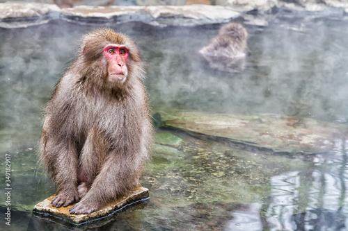 Snow monkeys in a natural onsen (hot spring), located in Jigokudani Park, Yudanaka. Nagano, Japan. Mammalia / Primates / Cercopithecidae / Macaca / Macaca fuscata photo