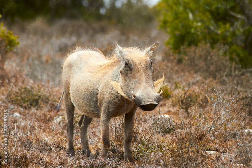 Fototapeta premium Warthog in Addo Elephant Park in South Africa which is a diverse wildlife conservation park situated close to Port Elizabeth in South Africa and is one of the country's 19 national parks.
