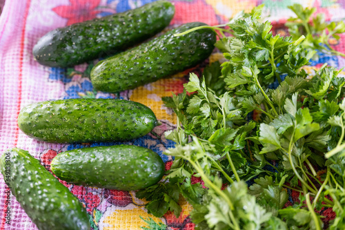 фотографія Fresh pickled cucumbers with parsley. lie on the fabric