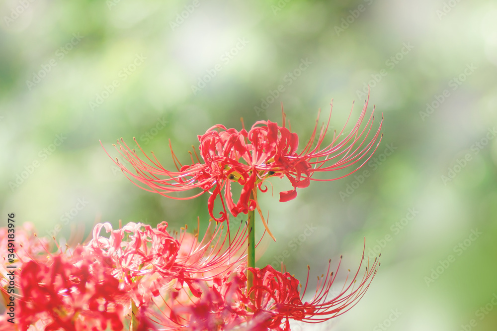 光の中の曼珠沙華 光の中の曼珠沙華