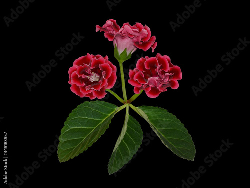 Bunch of crimson gloxinia flowers isolated on a black background for postcard design. Gloxinias signify love at first sight