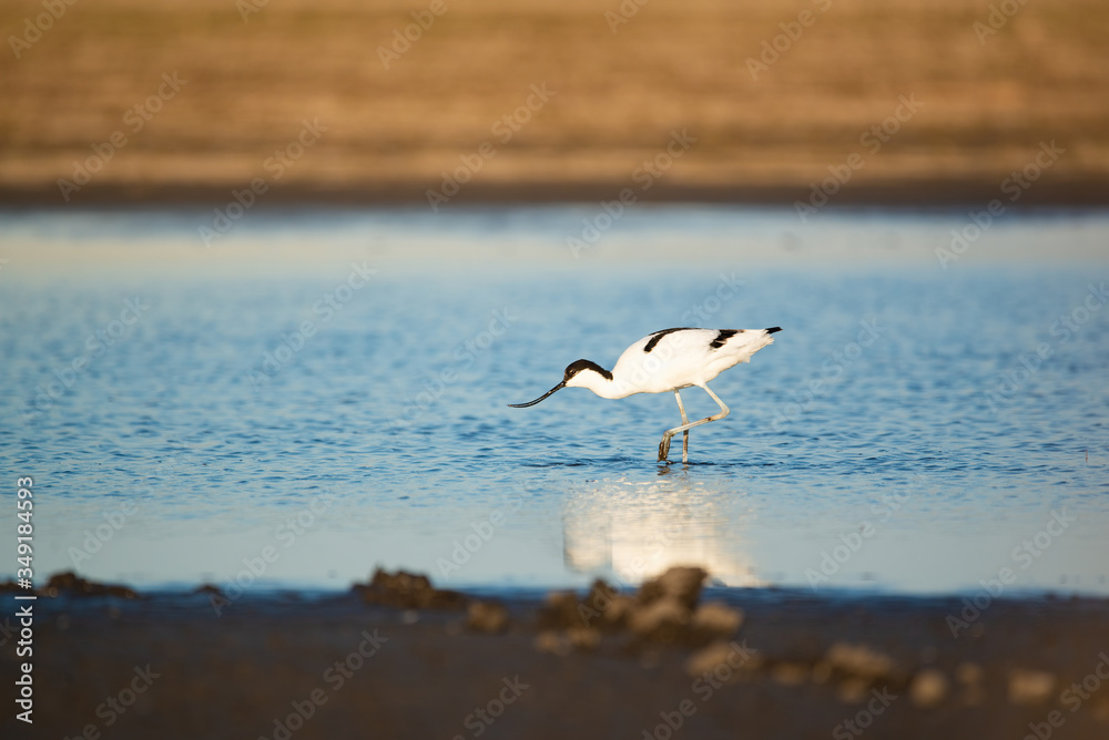 Pied avocet - Recurvirostra avosetta wader bird on the lake