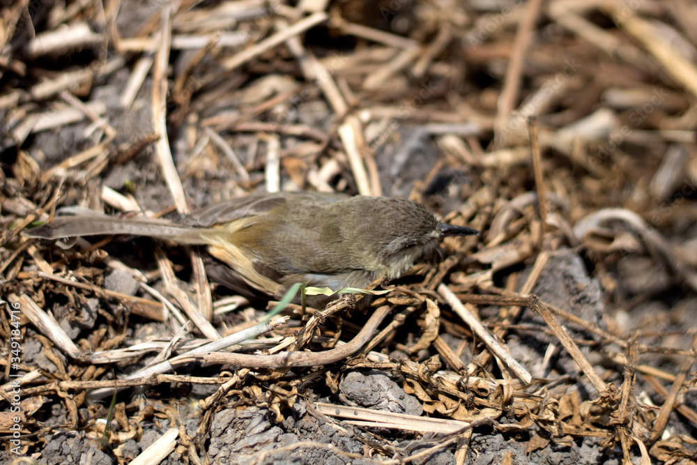 The baby bird fell from the tree. The baby bird fell from the tree.