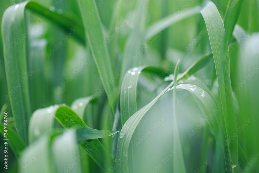 Obraz premium Lush green grass. Spring background. Drops of dew on the leaves. Copy space. Fresh bright texture.