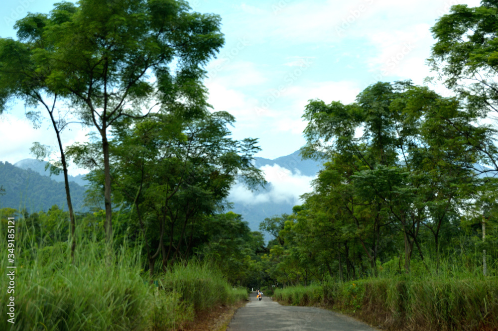 road through the forest road through the forest
