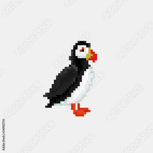 Puffin Bird In Iceland Flat Bright Color Simplified Vector Illustration In Realistic Cartoon Style Design