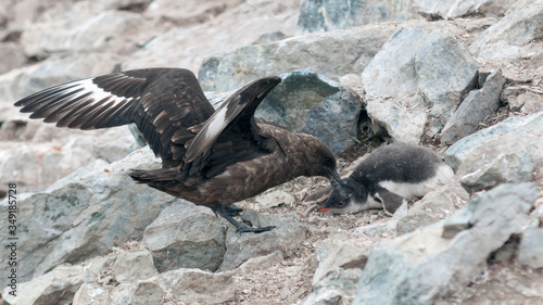 Slika na platnu Adult Brown Skua attacking a Gentoo Penguin chick, Danco Island, Antarctic Penin