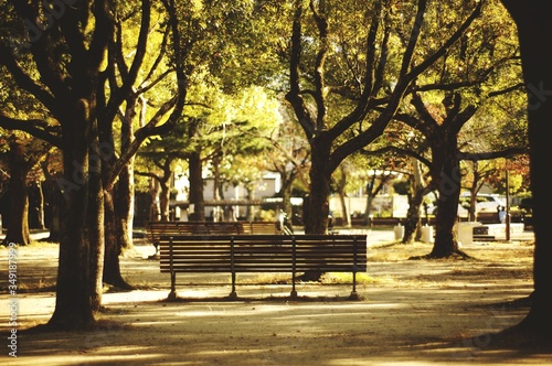 Empty Benches Amidst Trees In Park Fototapeta
