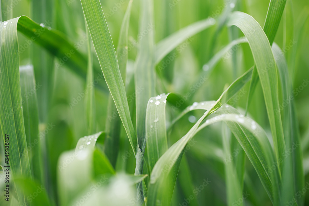 Lush green grass. Spring background. Drops of dew on the leaves. Copy space. Fresh bright texture. Lush green grass. Spring background. Drops of dew on the leaves. Copy space. Fresh bright texture.