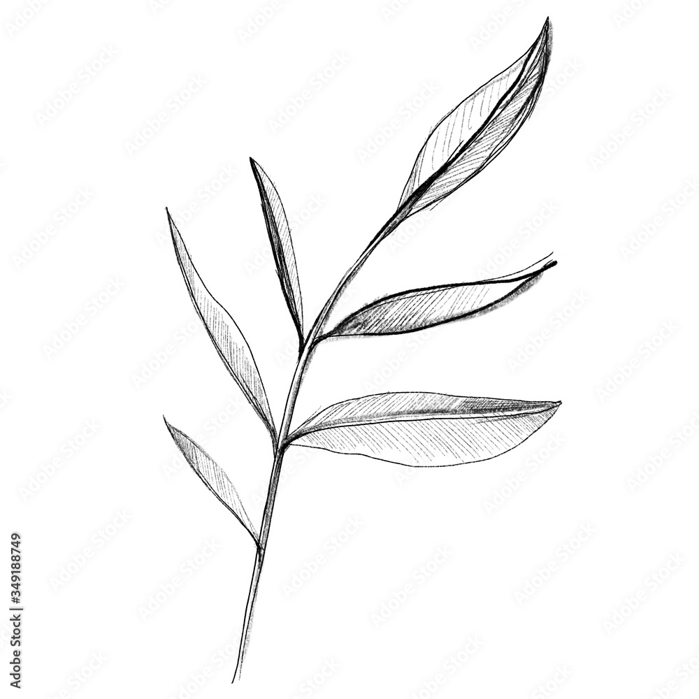 Hand drawn pencil willow branch leaves in sketch style on white background