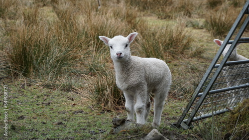 curious lamb