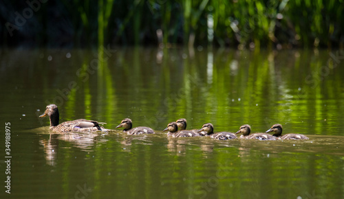 Mother Duck (Anas platyrhynchos) with her new born offspring in the Netherlands in spring