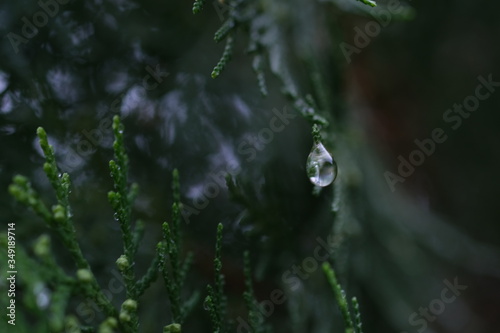 Rain drop on the leaves of thuja, shot on macro