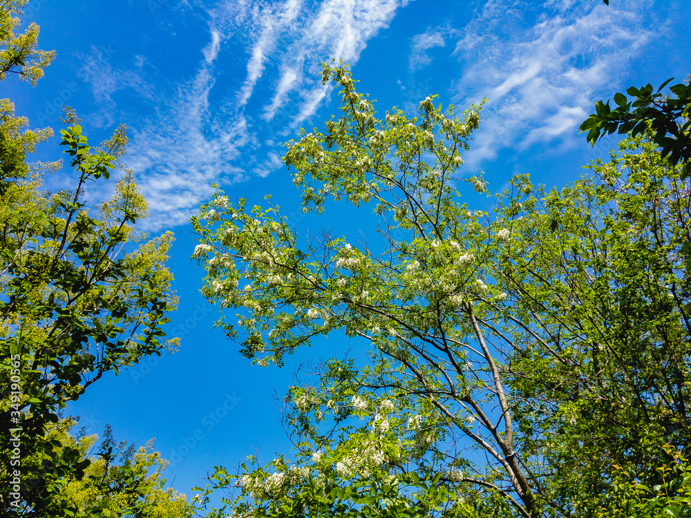 Obraz premium Blooming white flowers acacia tree on a background of blue cloudy sky on a sunny day.