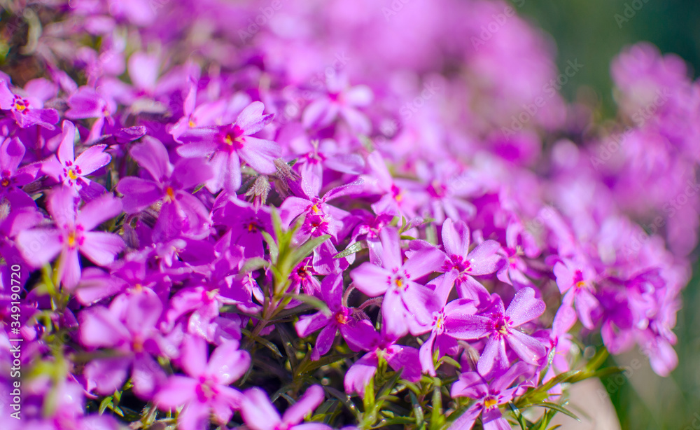 Fototapeta premium Small phlox flowers for spring garden decoration