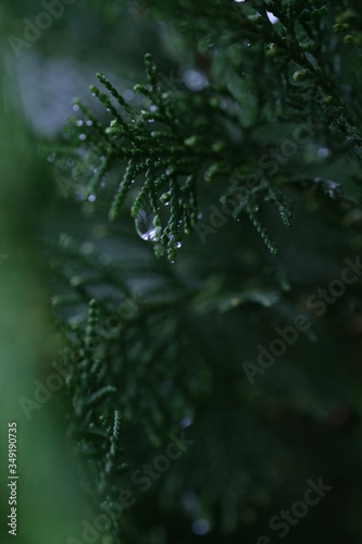 Rain drop on the leaves of thuja, shot on macro © ardian
