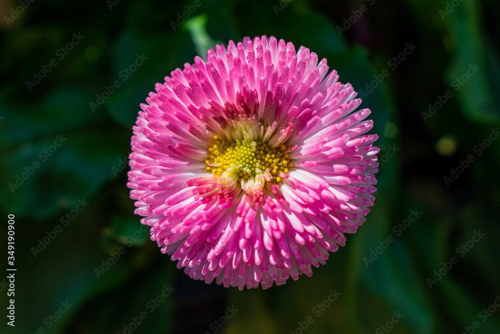 Fototapeta premium rosa weiße bulme