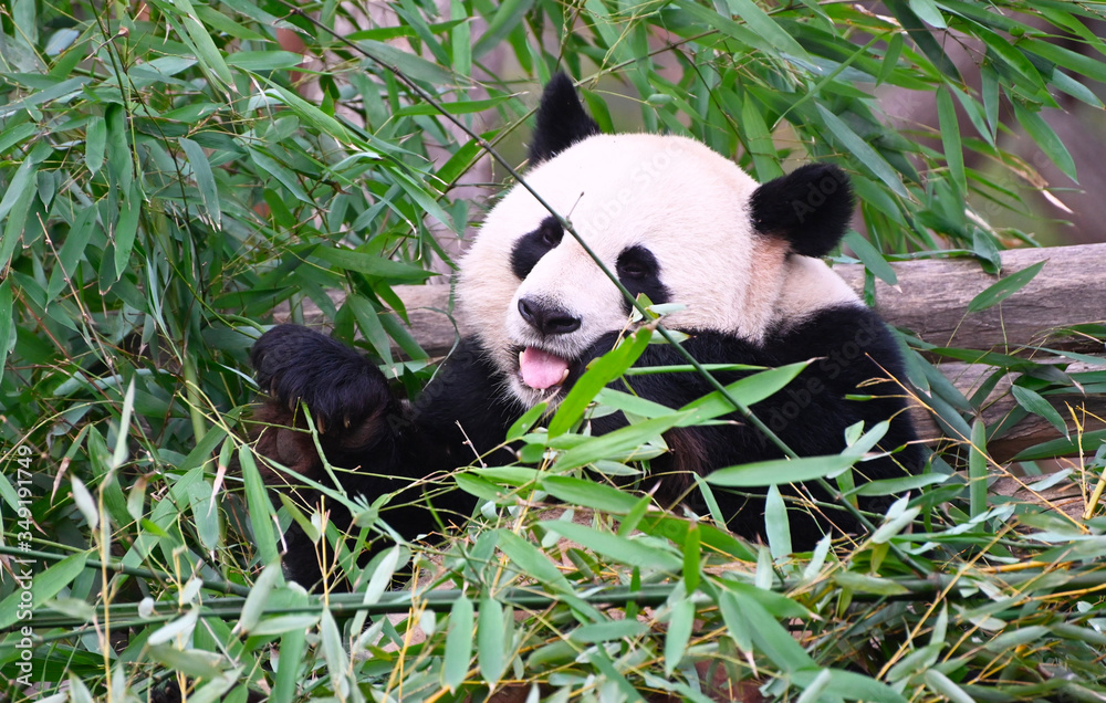 Fototapeta premium giant panda eating bamboo